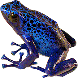 Azureus Wattley Line